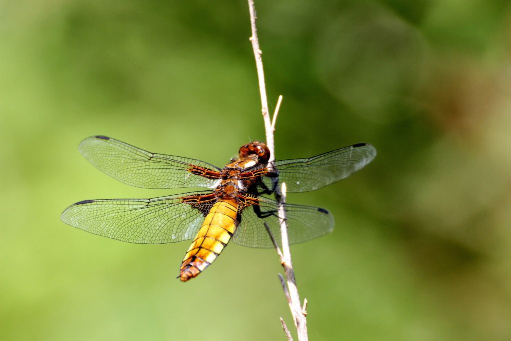 Libellula depressa maschio e femmina